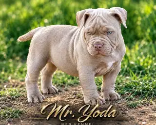 Štěňata American Bully Pocket Exotic - již k odběru ♥️