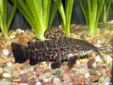 Pancernicek kropenaty cca 8cm