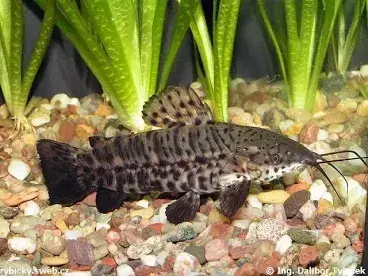 Pancernicek kropenaty cca 8cm