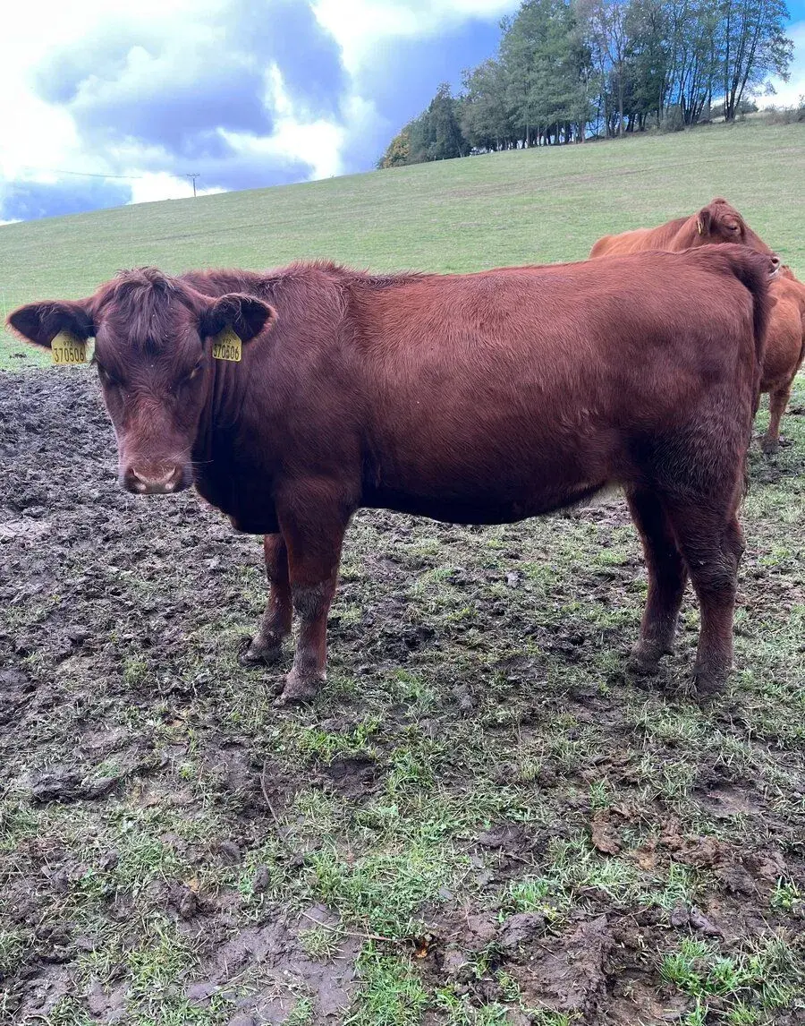 Jalovice Aberdeen angus red připuštěná