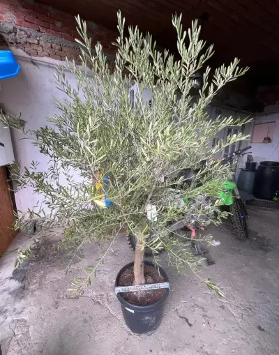 Olivovnik 220cm