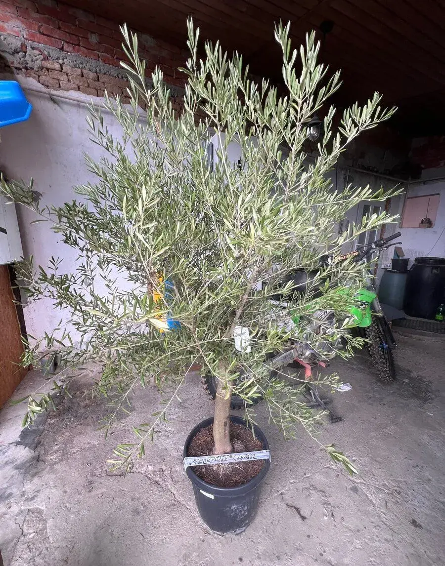 Olivovnik 220cm