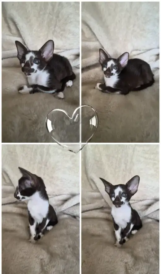 Koťátko PETERBALD ( Petěrburgský sphynx ) s PP