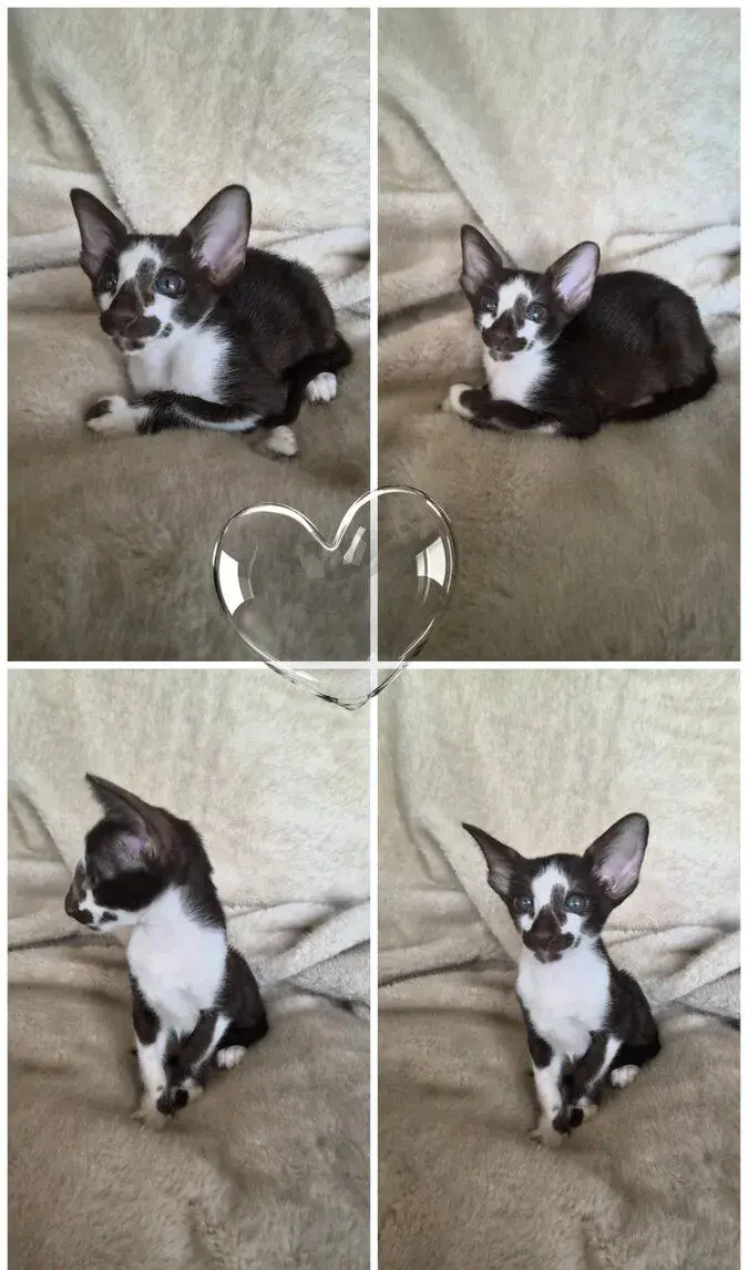Koťátko PETERBALD ( Petěrburgský sphynx ) s PP
