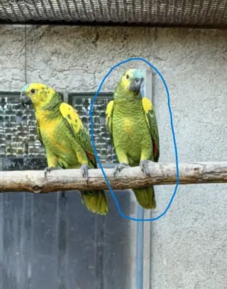 Amazoňan modročelý
