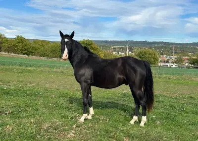 Appaloosa hřebec