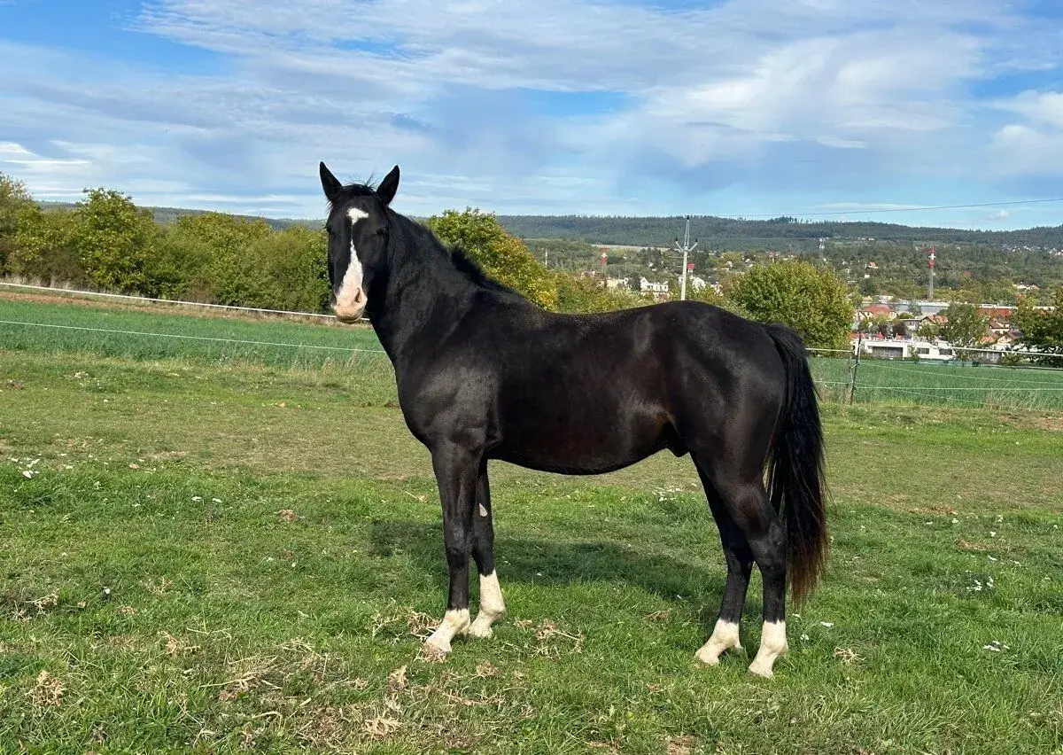 Appaloosa hřebec