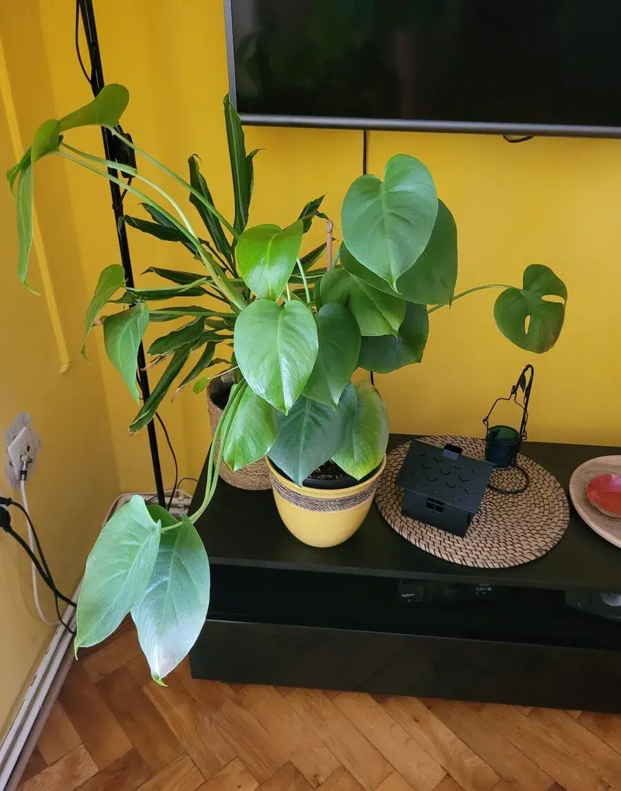Pokojová rostlina Monstera Deliciosa v květináči