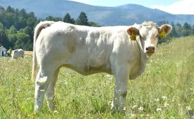 Plemenné jalovice CHAROLAIS