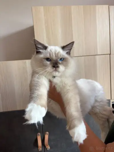 Ragdoll kočkám PP / Ragdoll kotě s PP