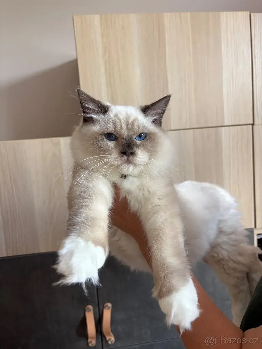 Ragdoll kočkám PP / Ragdoll kotě s PP