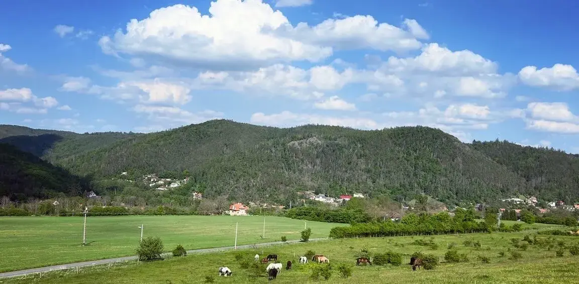 Ustájení koní 24/7