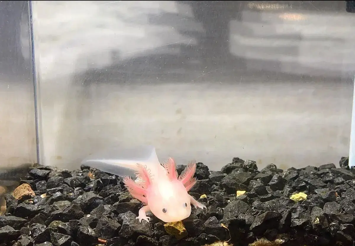 Axolotl růžový s černýma očima 5-6 cm