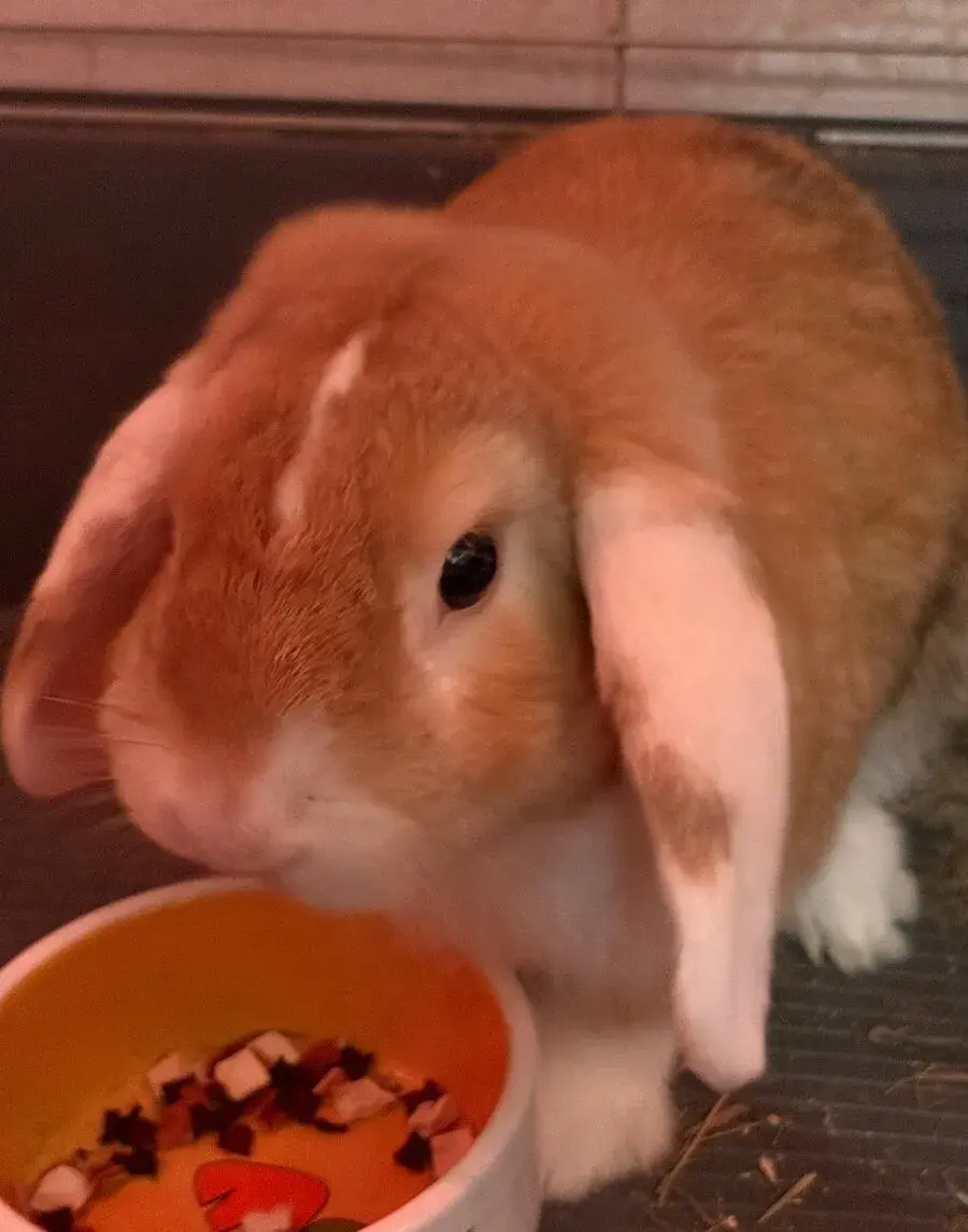 Zakrslý králík beránek