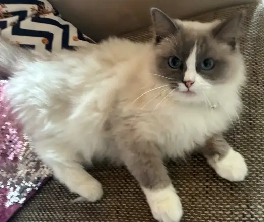 Ragdoll kocicka s papiry 1 rok