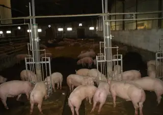 Prasata na dokrmení či porážku 100- 120 kg