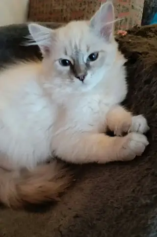 Ragdoll koťátka s PP hledají milující domov