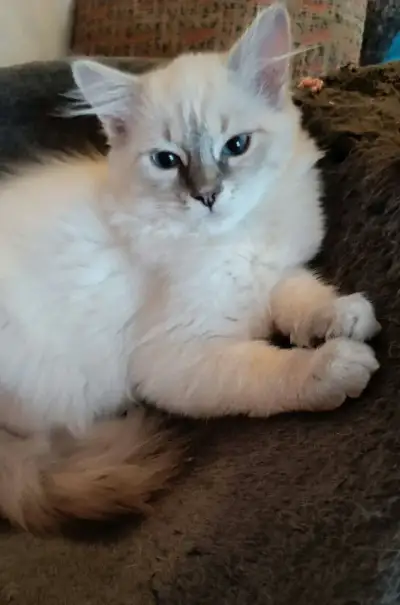 Ragdoll koťátka s PP hledají milující domov