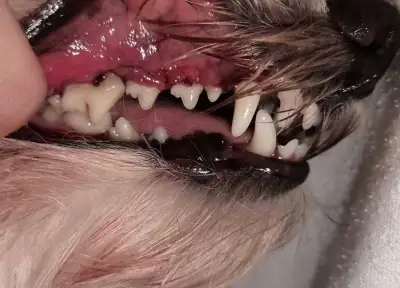 Dentální hygiena bez anestezie pro psy