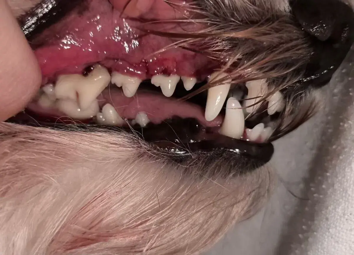 Dentální hygiena bez anestezie pro psy