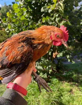 Kohout české zlaté slepice ( czk )