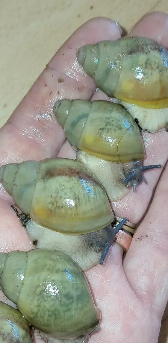 Archachatina pophyrostoma