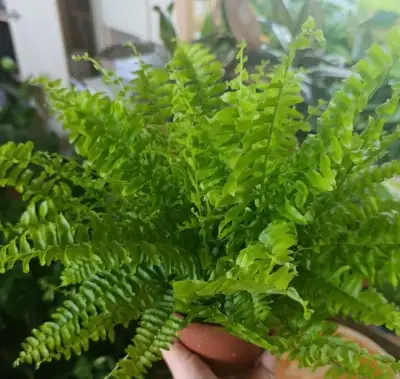 Nephrolepis
