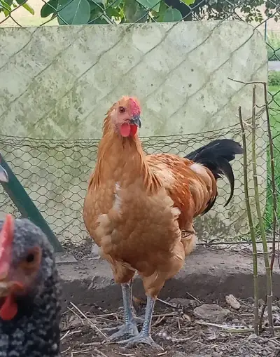 Kohouti šumavanky