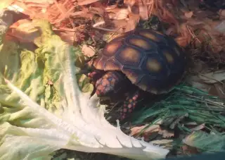 Mláďata želv + kompletní terárium