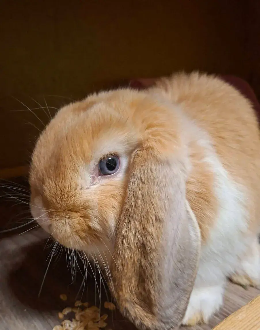 Králíčci - Miniature Lop