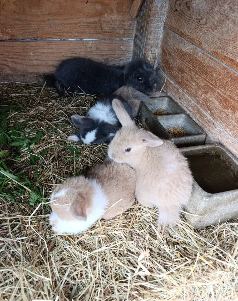 Beránek minilop