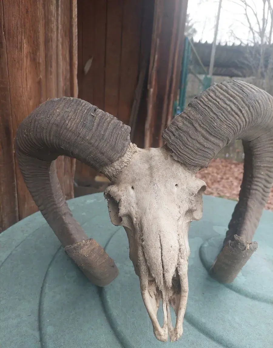 Muflon