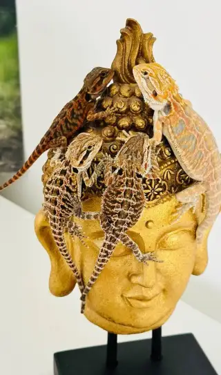 Agama vousatá