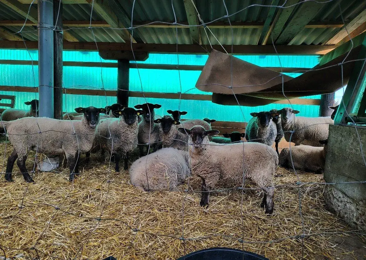 Ovce a jehňata