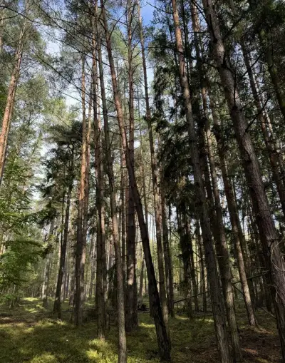 Lesní pozemek v katastrálním území Žichlice u Hromnic