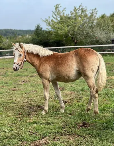 Kobylka Hafling