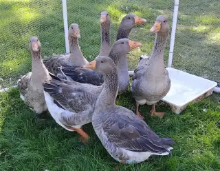 Landeské husy, husa, houser, houseři