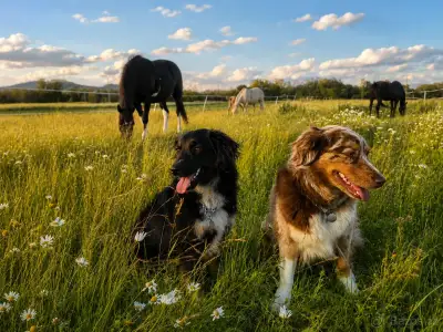 🐴 Poptávka: spolehlivého koňáka/parťáka – Chromeč