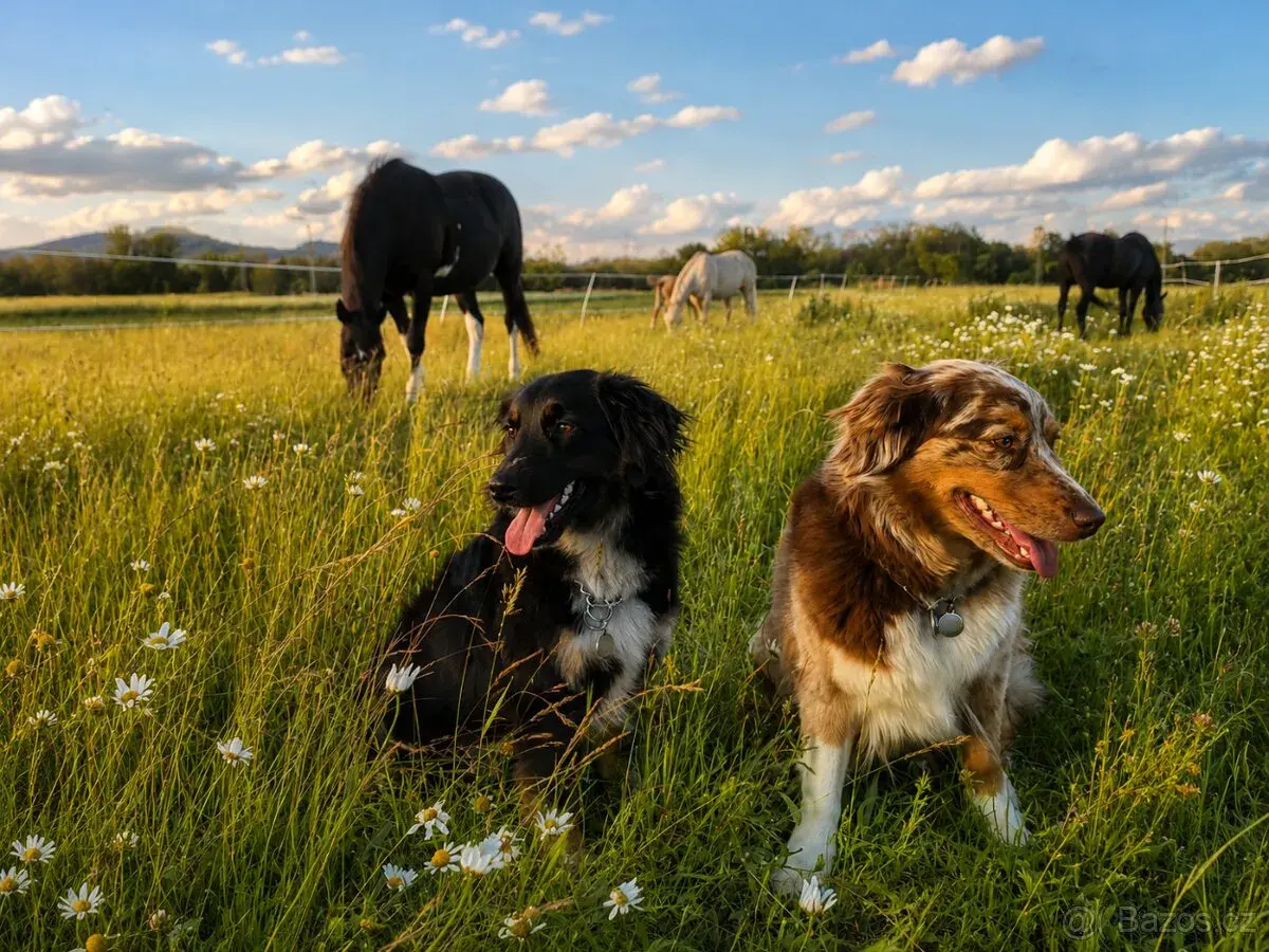 🐴 Poptávka: spolehlivého koňáka/parťáka – Chromeč