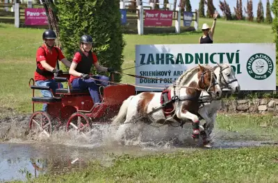Sportovní pára shetlandských pony