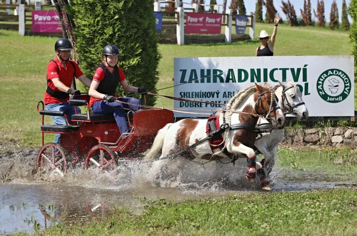 Sportovní pára shetlandských pony