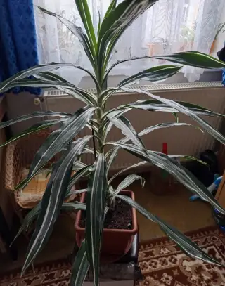 Dracaenu 35cm.