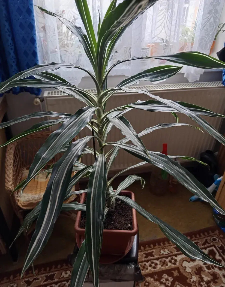 Dracaenu 35cm.