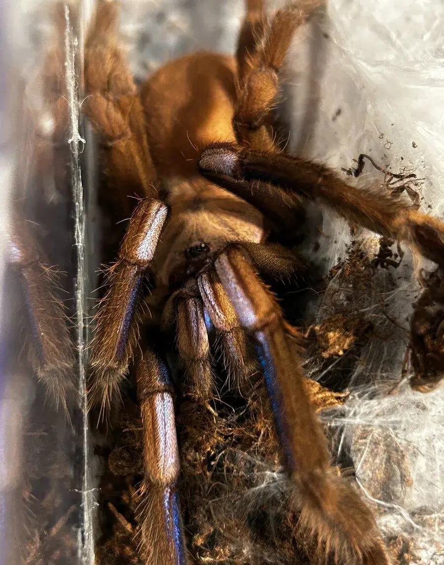Chilobrachys natanicharum 1. svlek