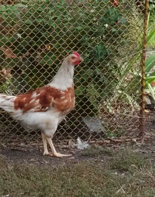 Kohoutek