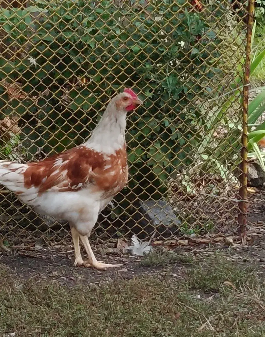 Kohoutek