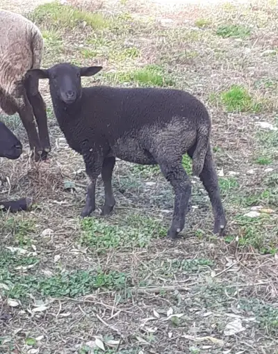 Beránek a ovečka