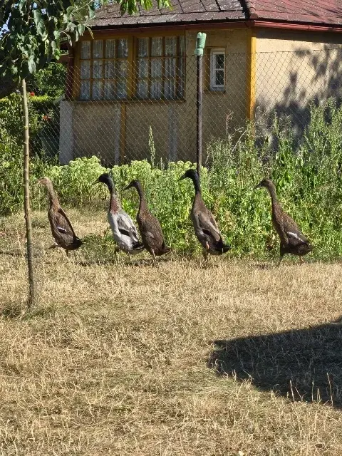 Indický běžec