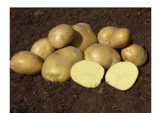 BIO BRAMBORY POCAHONTAS – PRODEJ