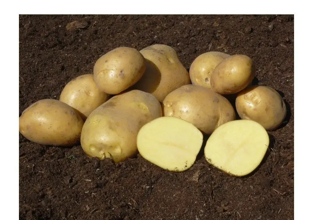 BIO BRAMBORY POCAHONTAS – PRODEJ